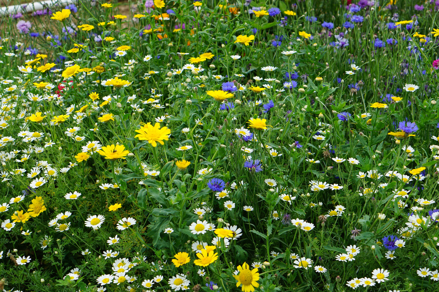 Wild Flower Cornfield Annual Flower Mix Seeds