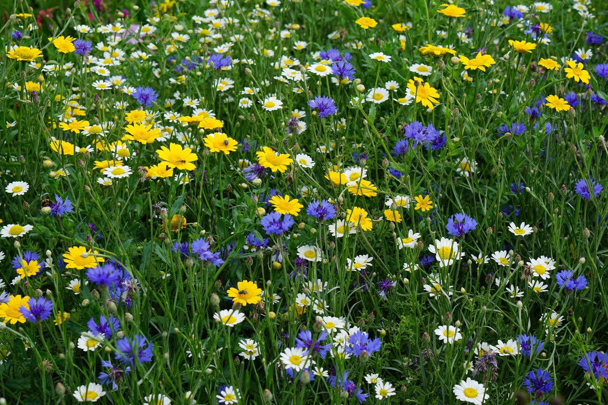 How to grow Cornfield Meadow Mix