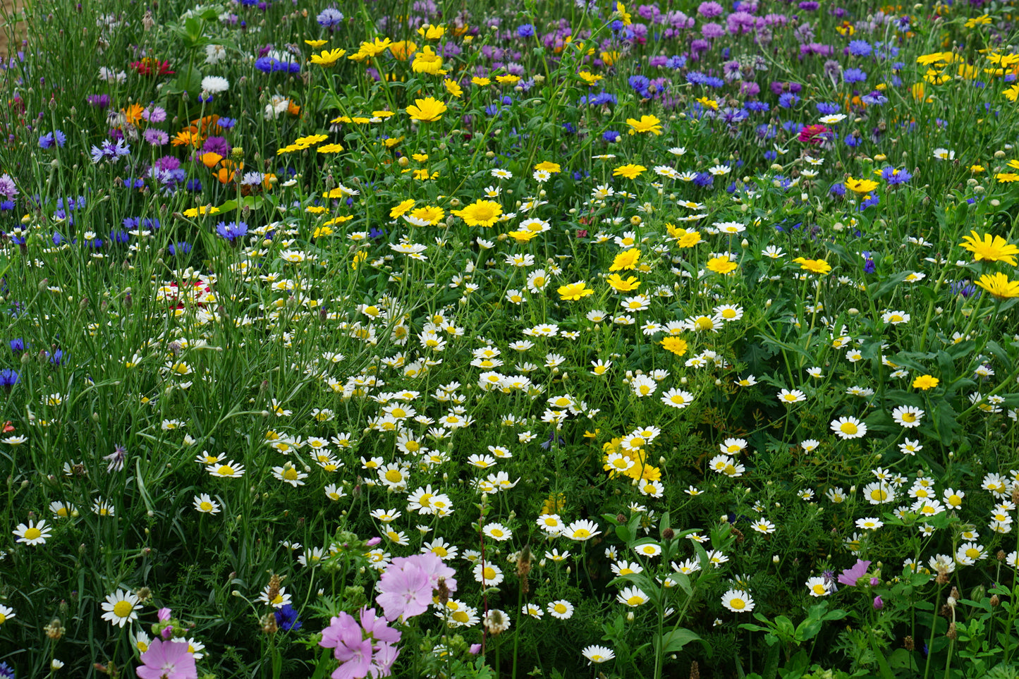 Wild Flower Special Cornfield Flower Annual Mix Seeds