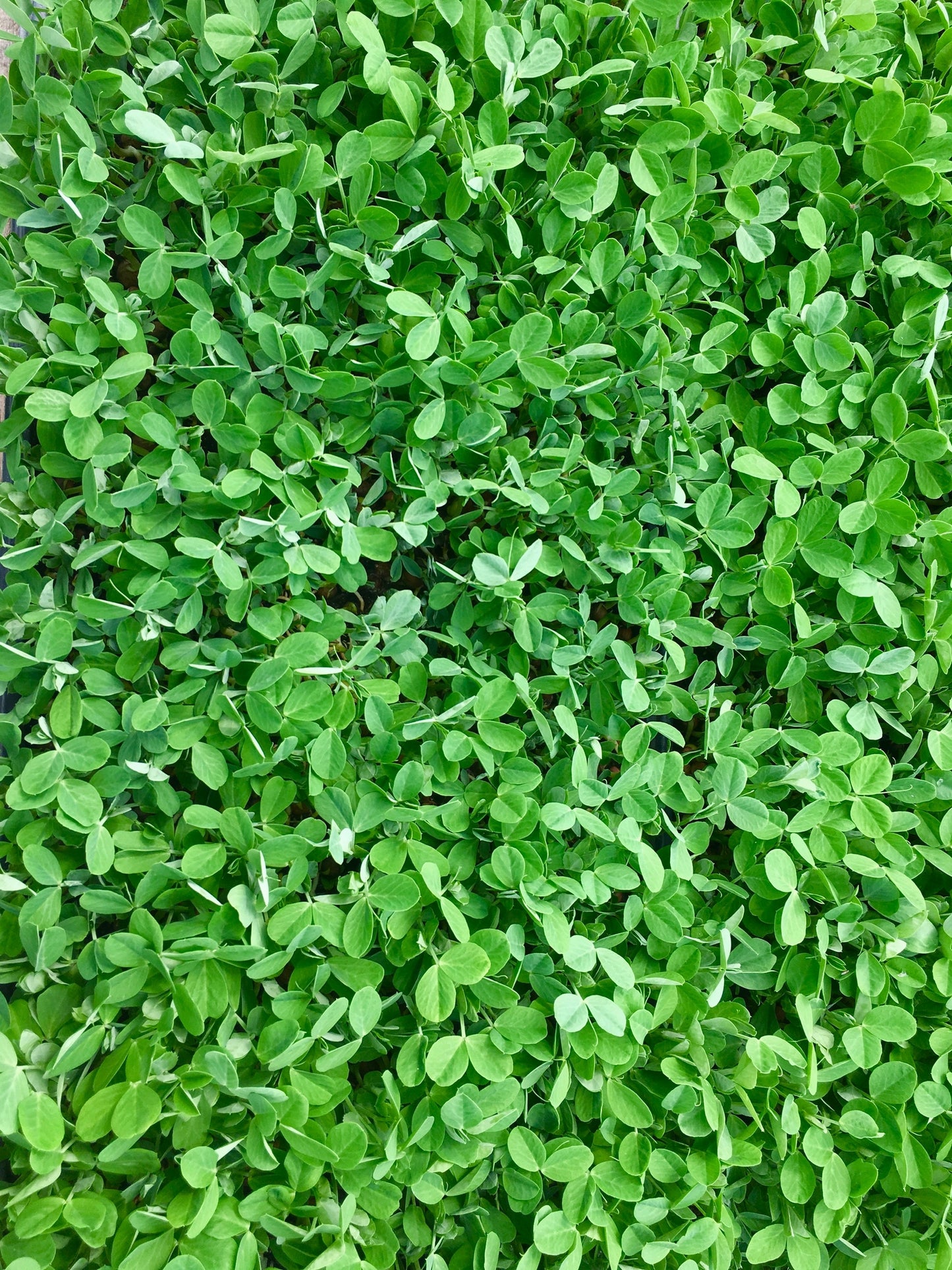 Mentha requienii  Corsican Mint Seeds