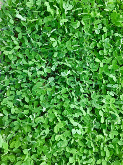 Mentha requienii  Corsican Mint Seeds