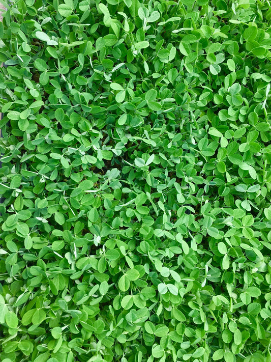 Mentha requienii  Corsican Mint Seeds