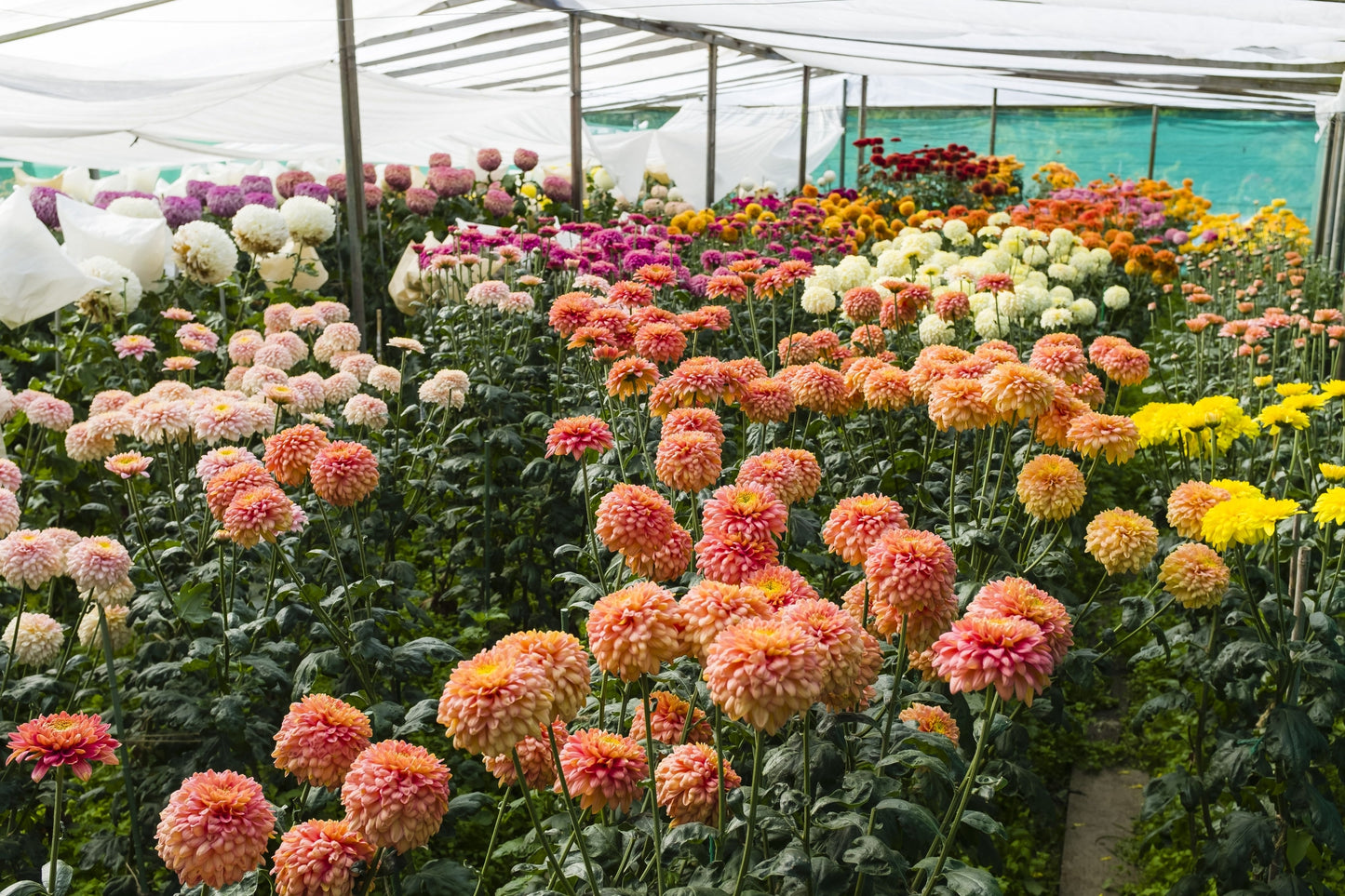 Dahlia Pompone Double Mixed Seeds