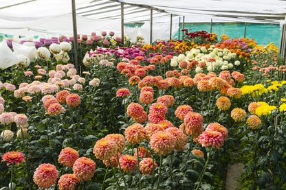Dahlia Pompone Double Mixed Seeds