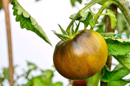 Tomato Black Krim Seeds – Heirloom Beefsteak Variety