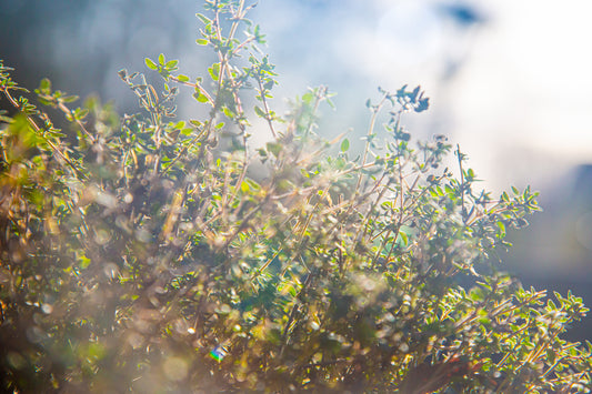 Herb Thyme English Winter Seeds