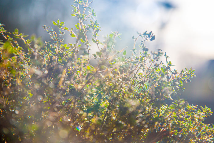 Herb Thyme English Winter Seeds