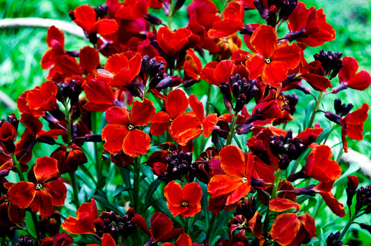 Wallflower Scarlet Emperor Seeds