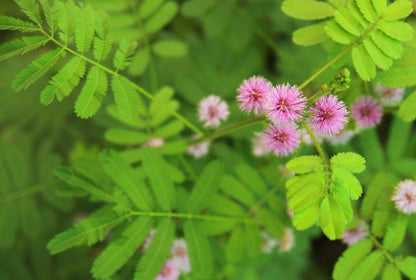 Mimosa pudica - Sensitive Plant Seeds