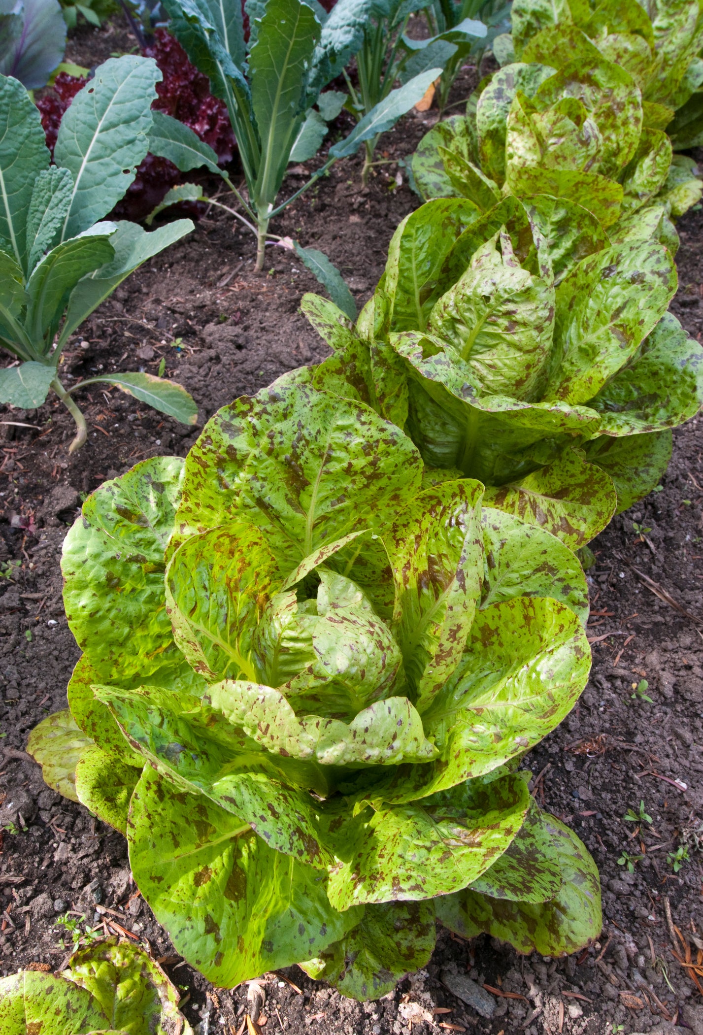 Lettuce Freckles Seeds