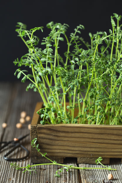 Salad Pea Shoots Sprouting Pea - Serge Seeds