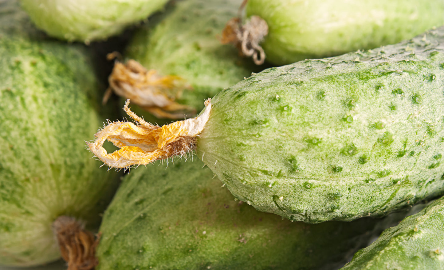 Cucumber Marketmore Seeds