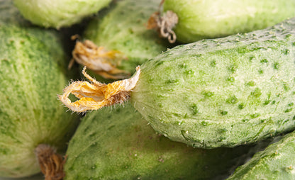 Cucumber Marketmore Seeds