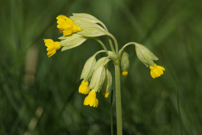 Primula veris - Hose in Hose Cowslip Seeds