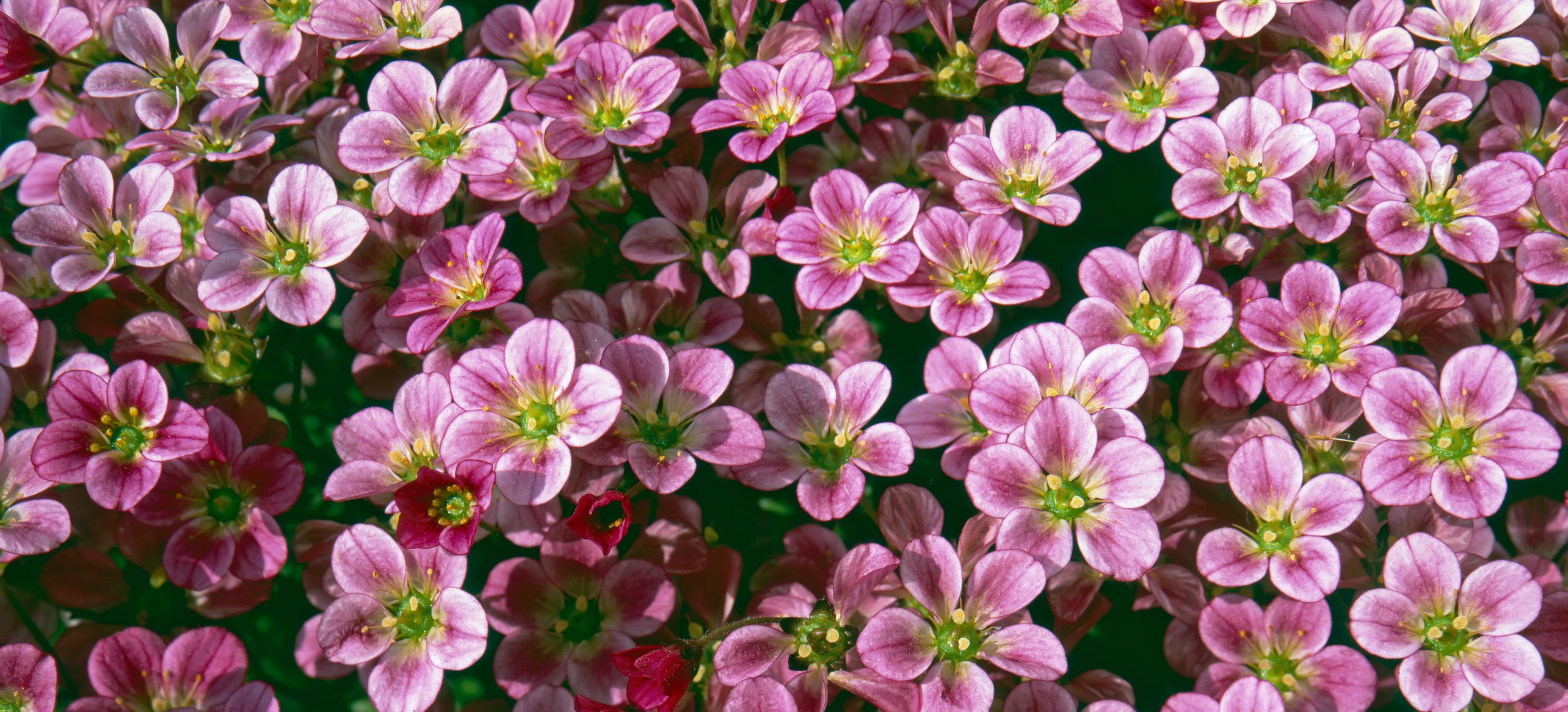 Saxifrage arendsii Flower Carpet Seeds – JustSeed