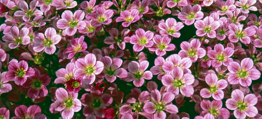 Saxifrage arendsii Flower Carpet Seeds