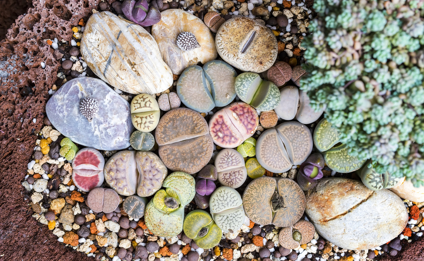 Lithops “Living Stone” Succulent – Mixed Colors | Cactus Seeds