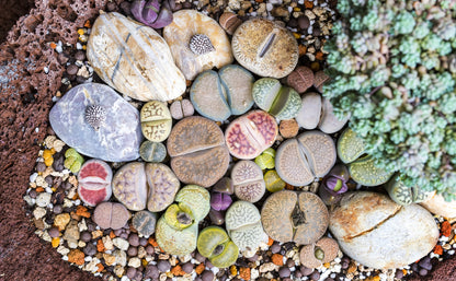 Lithops “Living Stone” Succulent – Mixed Colors | Cactus Seeds