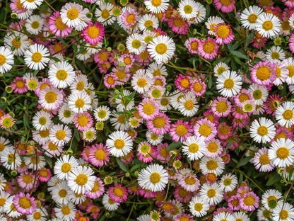 Erigeron Karvinskianus Profusion Seeds