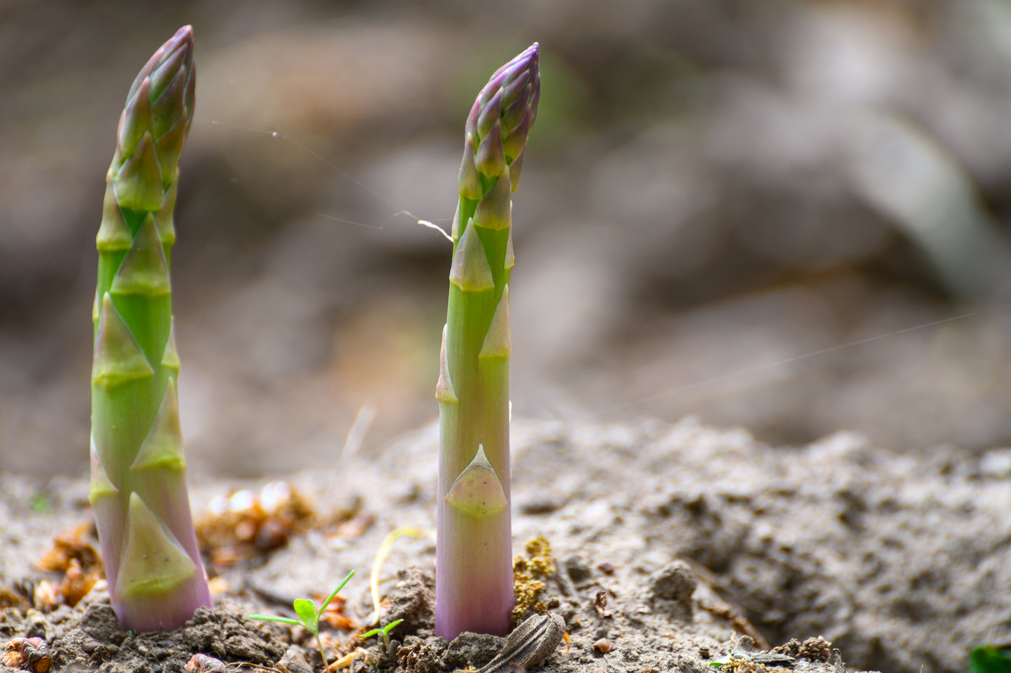 Asparagus Connover’s Colossal Seeds | Early Harvest Heirloom Variety