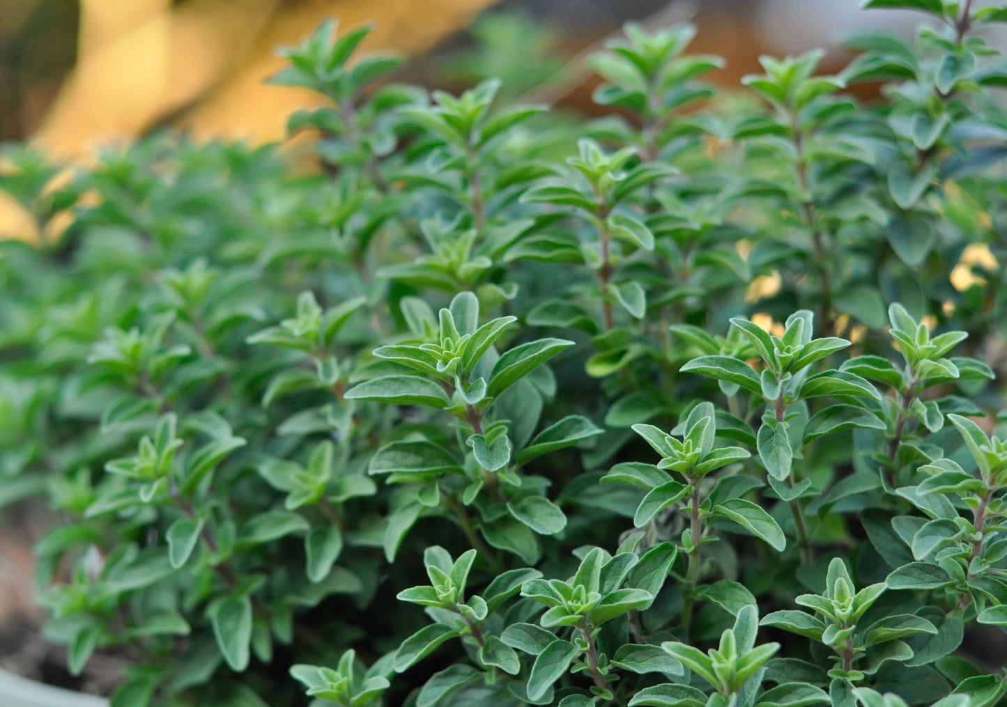 Oregano Greek Seeds