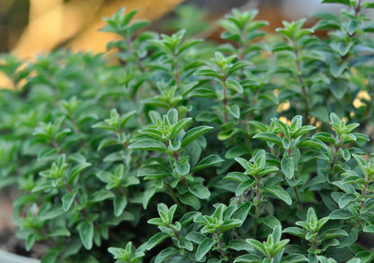 Oregano Greek Seeds