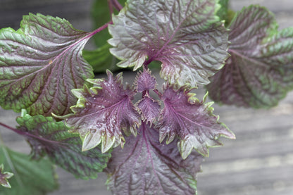 Perilla Shiso Red Seeds