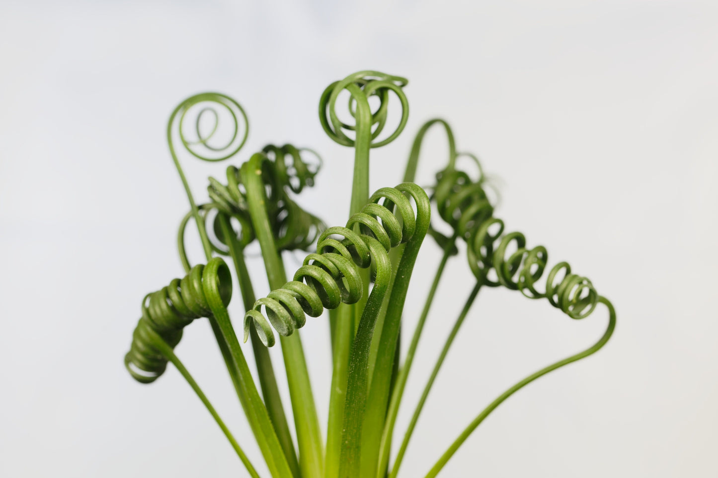 Albuca spiralis Seeds