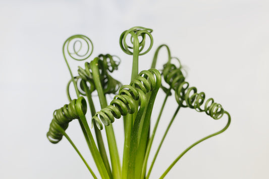 Albuca spiralis Seeds