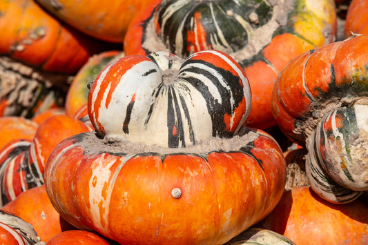 Winter Squash Turk's Turban Seeds