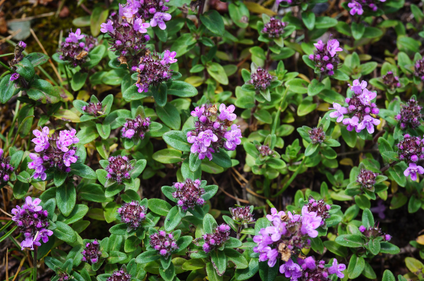 Thyme Purple Creeping Seeds