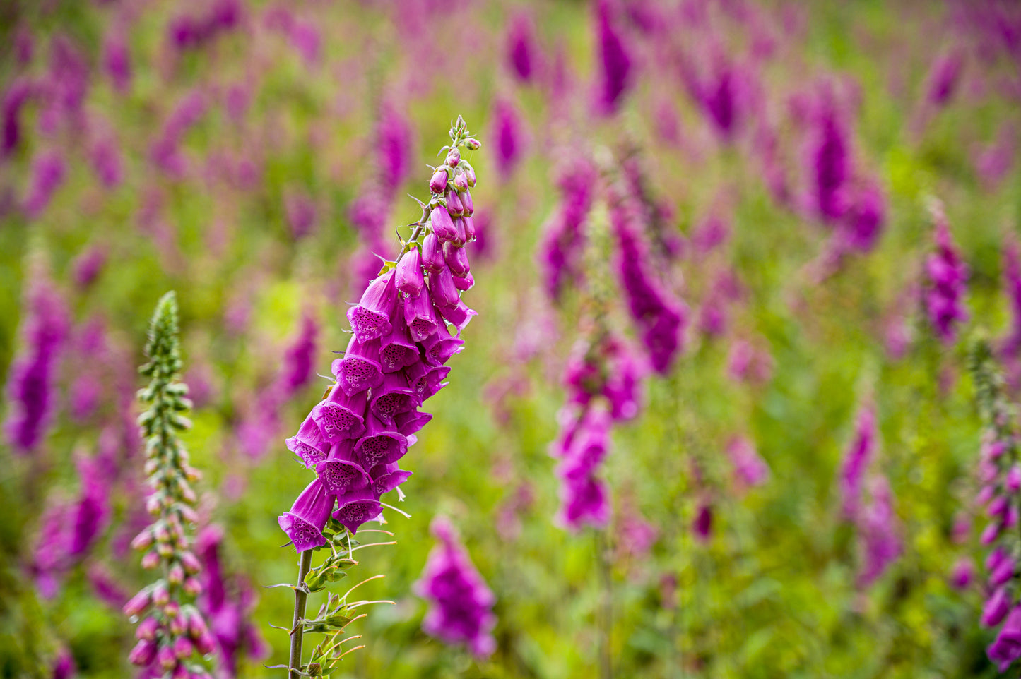 Common Foxglove Seeds – Digitalis purpurea for Cottage Gardens & Wildlife