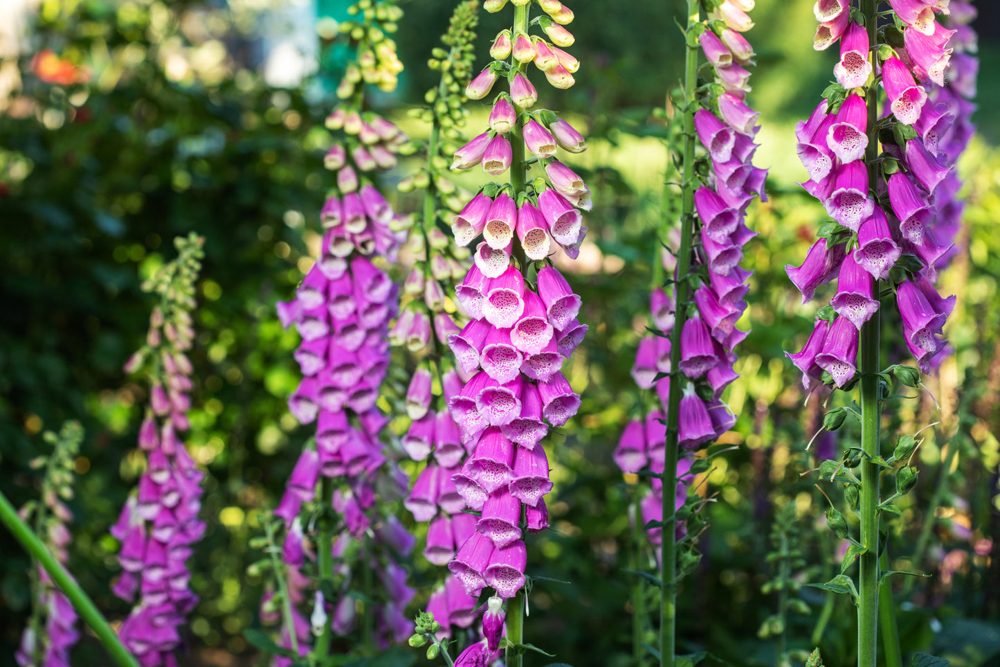 Common Foxglove Seeds – Digitalis purpurea for Cottage Gardens & Wildlife
