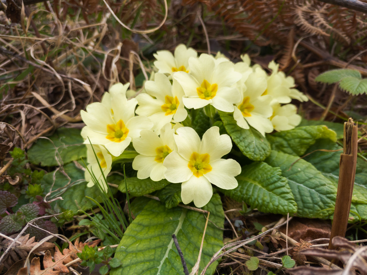 Common Wild Primrose Primula vulgaris Seed