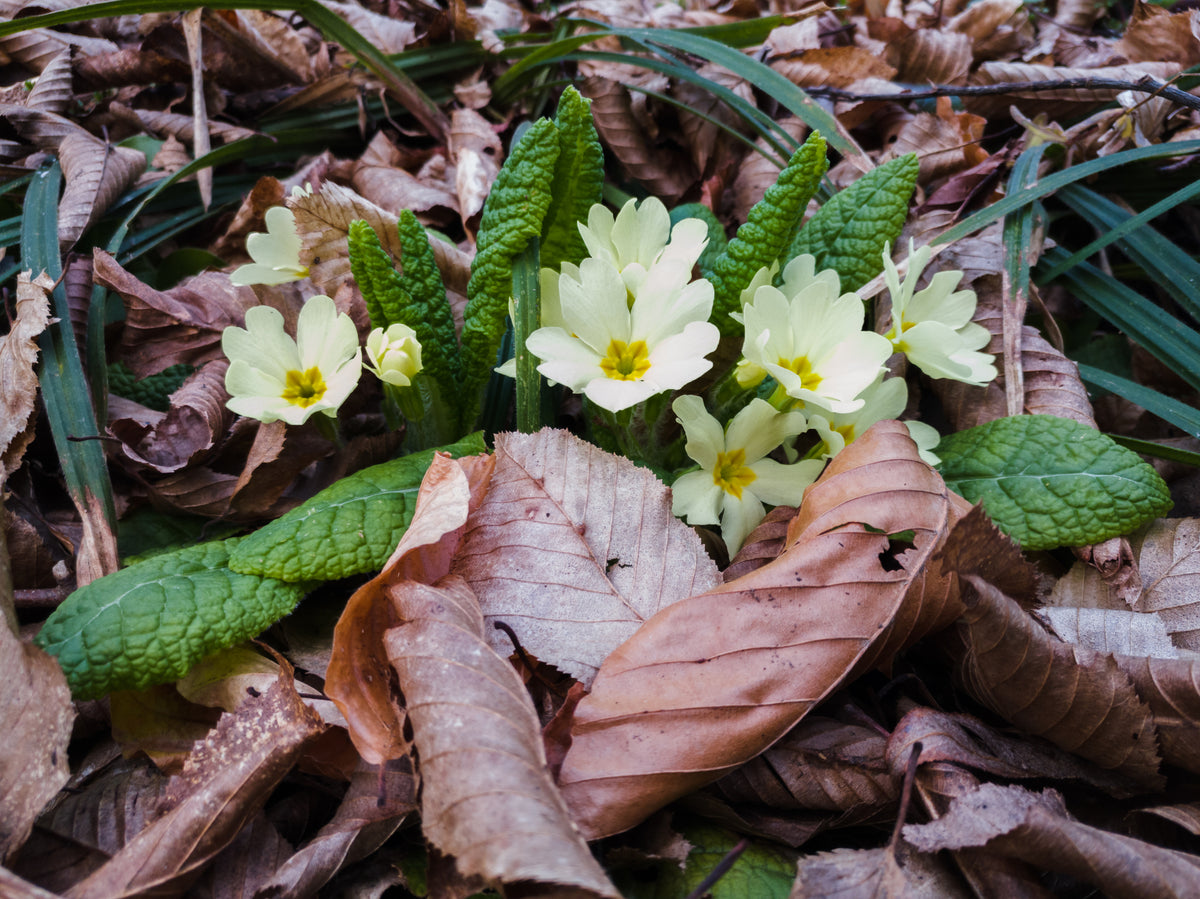 Common Wild Primrose Primula vulgaris Seed