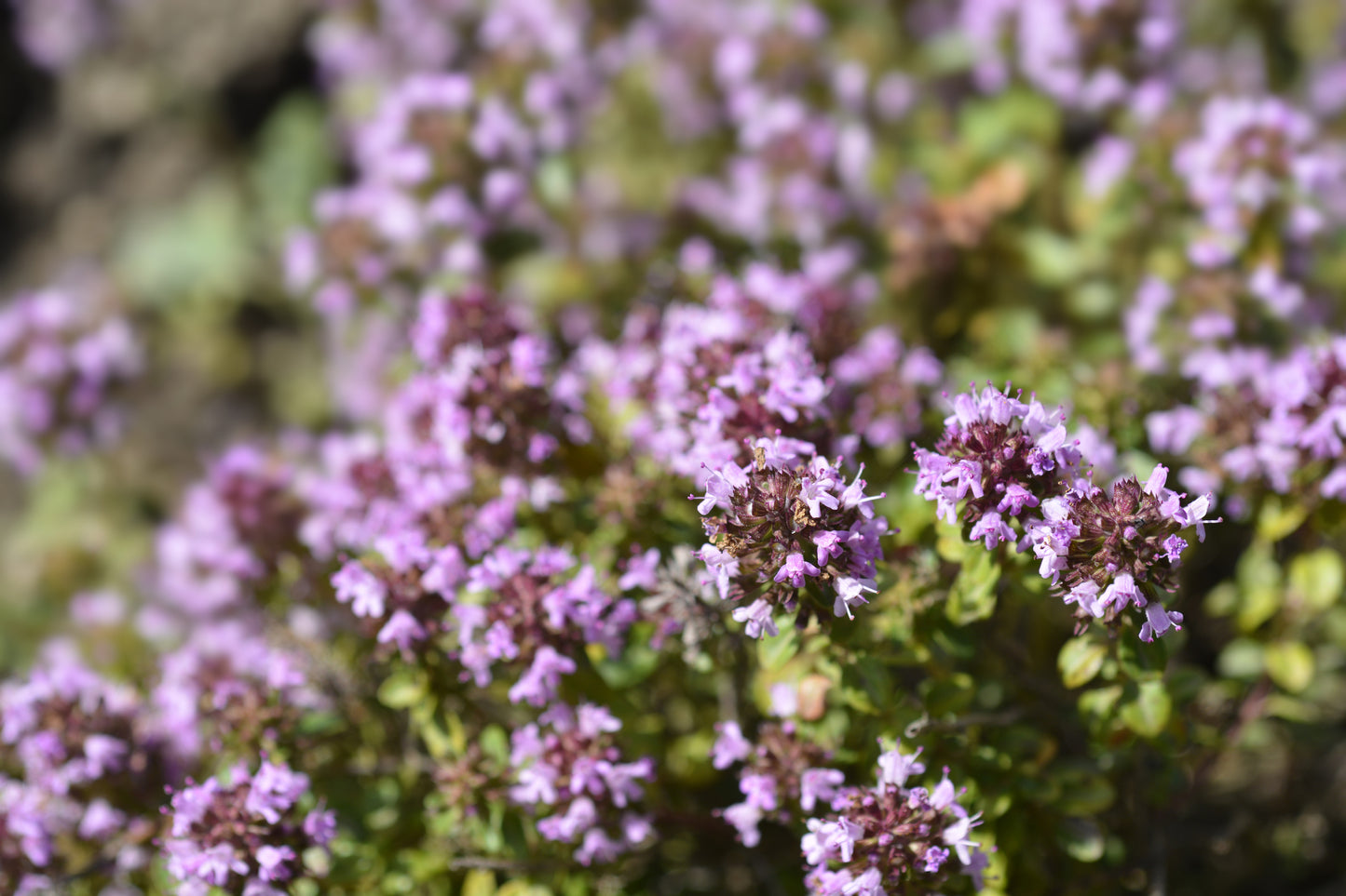 Wild Thyme Seeds