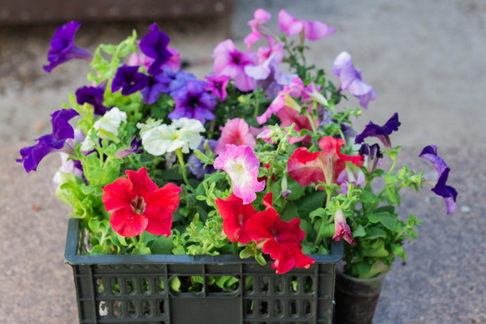 Petunia Crown Multiflora F2 Hybrid Seeds