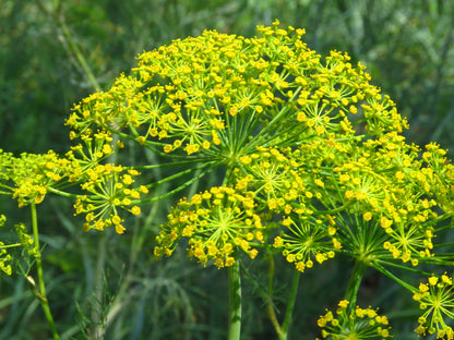 Dill Anethum graveolens Seeds