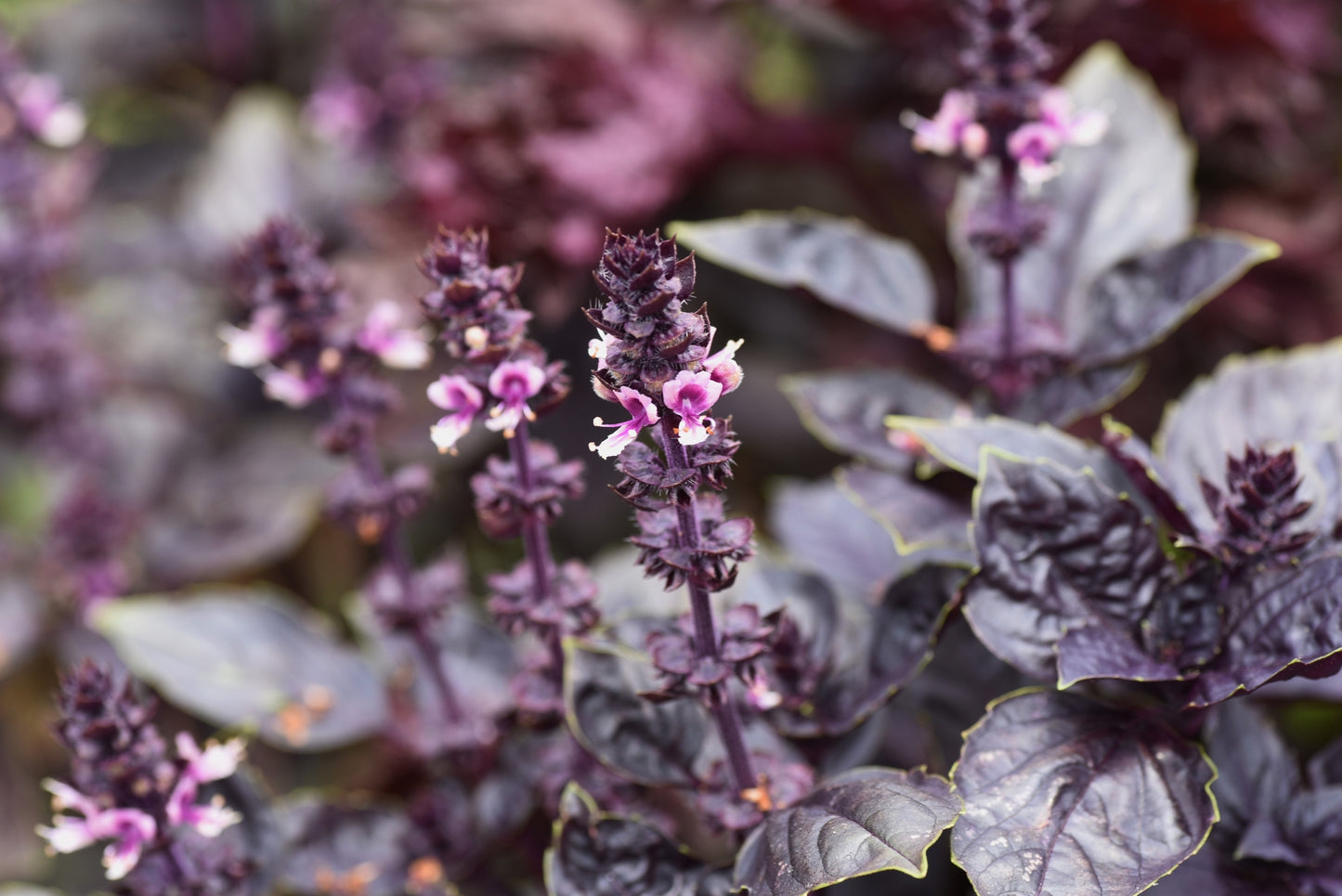 Basil Dark Opal Seeds