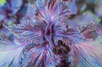 Perilla Shiso Red Seeds