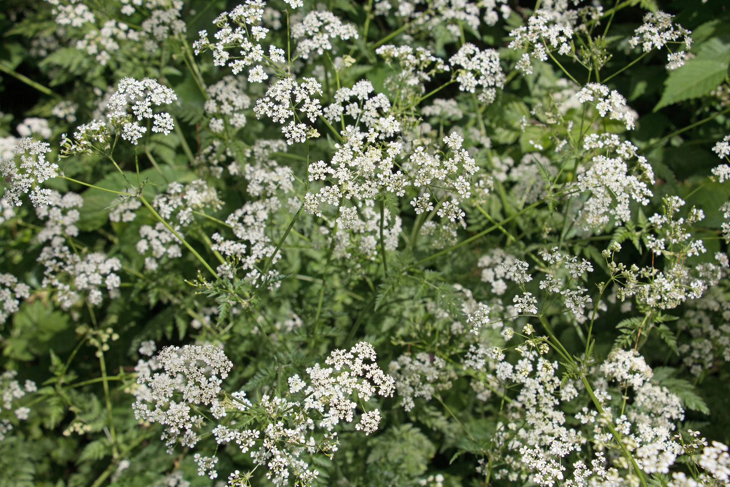 Cow Parsley Anthriscus Sylvestris Seeds