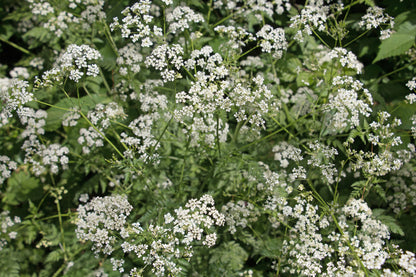 Cow Parsley Anthriscus Sylvestris Seeds