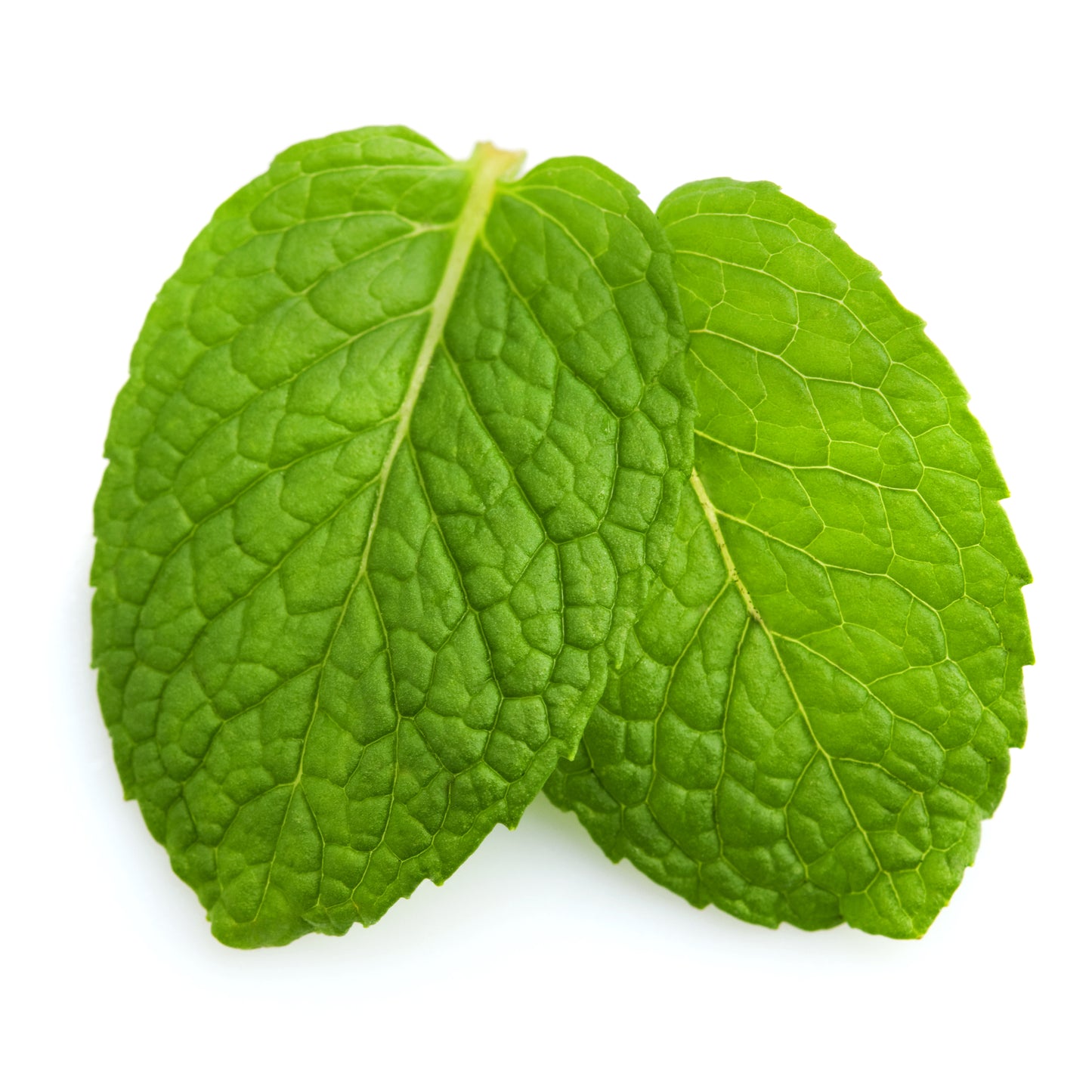Green Mint Mentha viridis Seeds