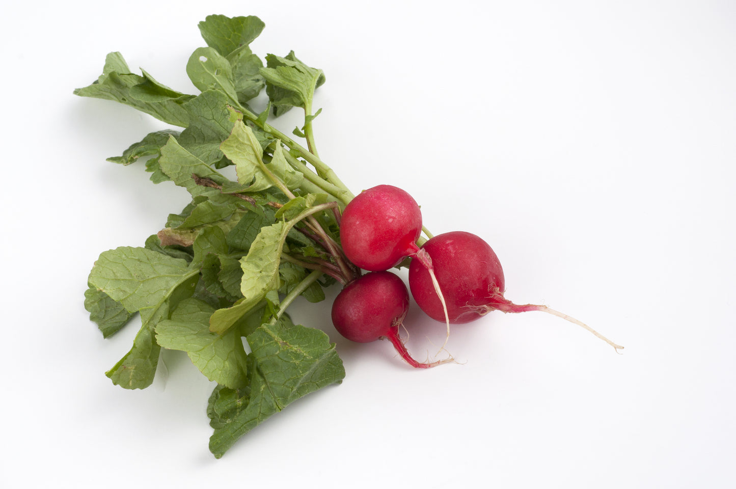 Organic Radish Giant of Sicily Seeds