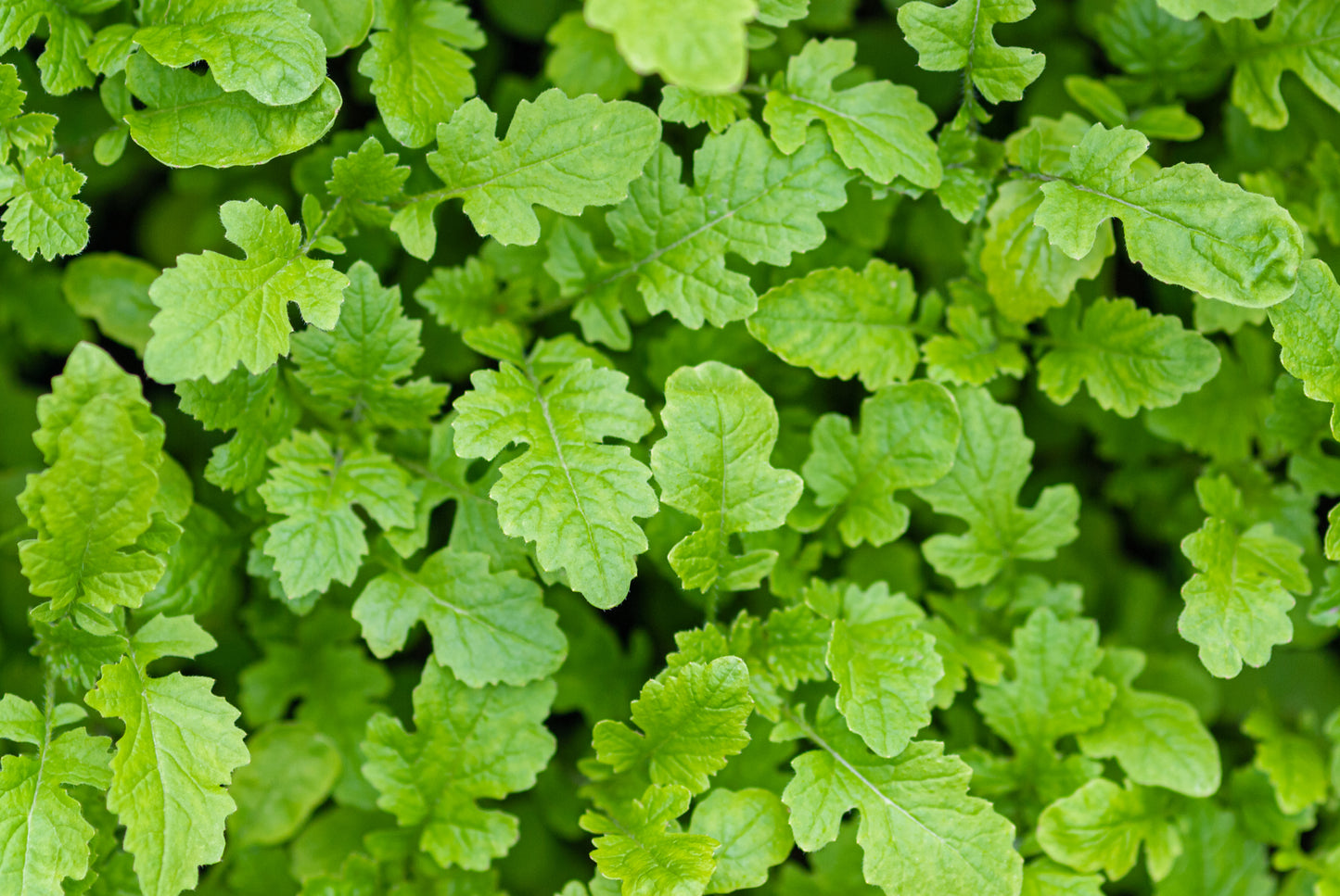 White Mustard Sinapis Alba Seeds - Salad