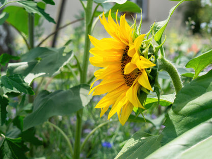 Sunflower Giant Single Seeds- Classic Tall Yellow Variety