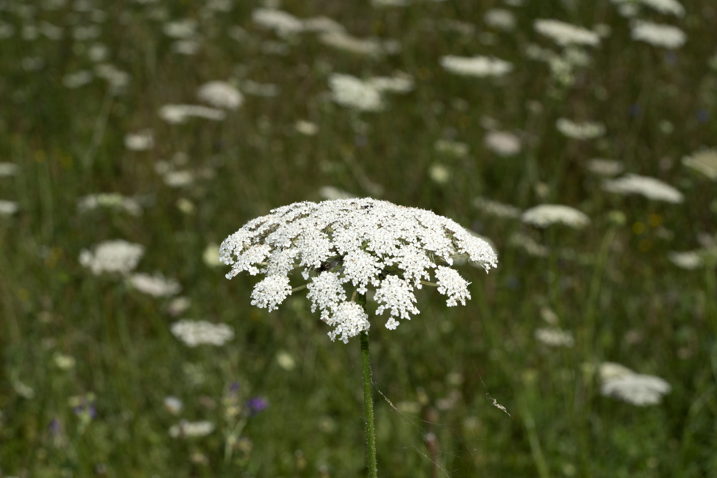 Ammi majus Seeds Bishops Flower