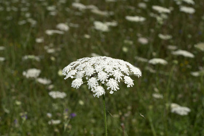 Ammi majus Seeds Bishops Flower