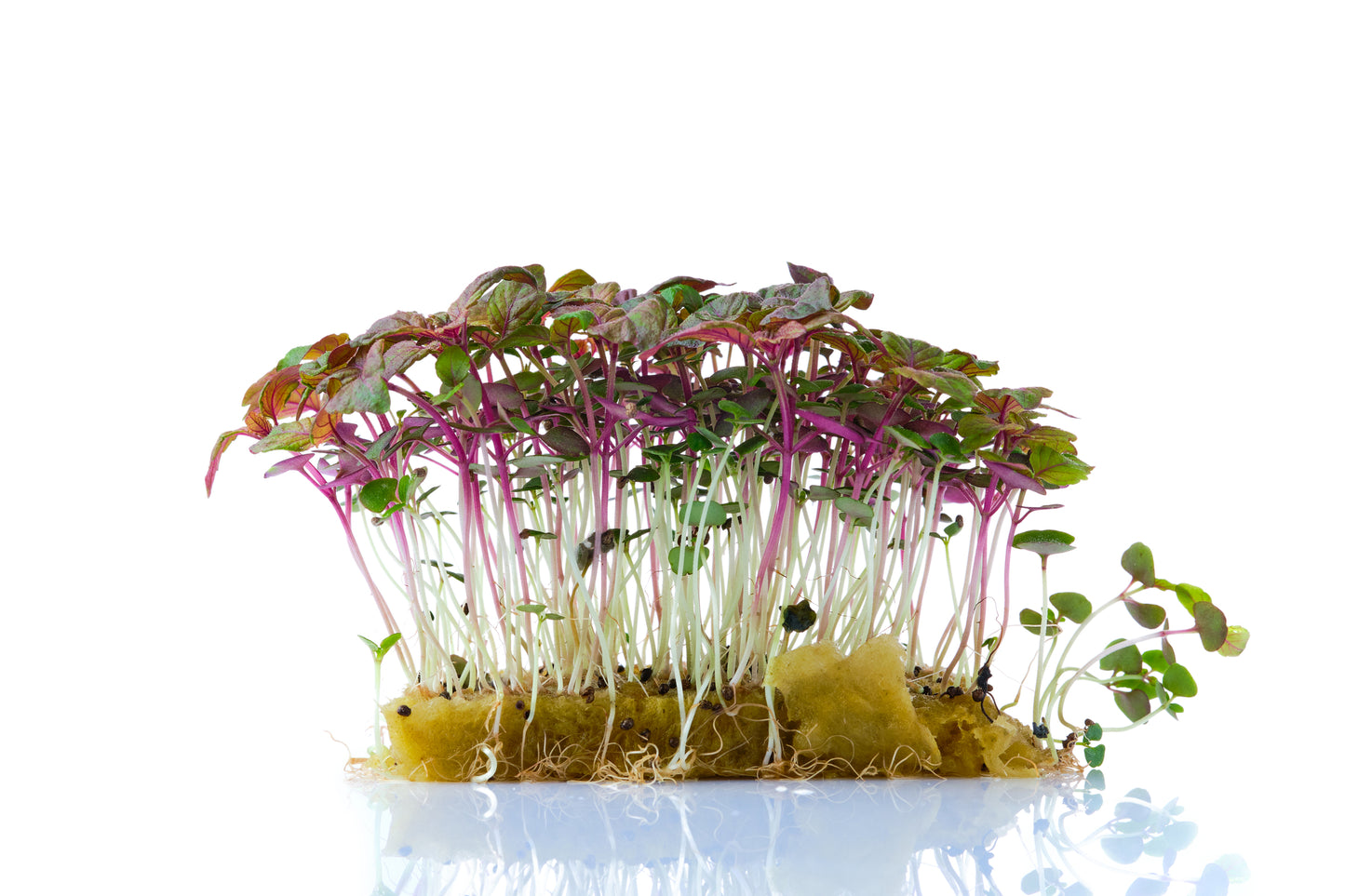 Perilla Shiso Red Seeds