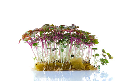 Perilla Shiso Red Seeds